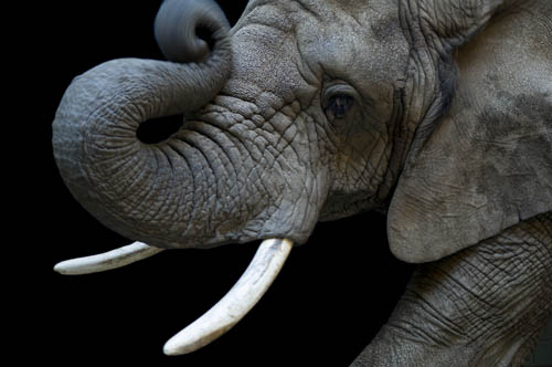 A female African elephant (Loxodonta africana) at the Cheyenne mountain Zoo.