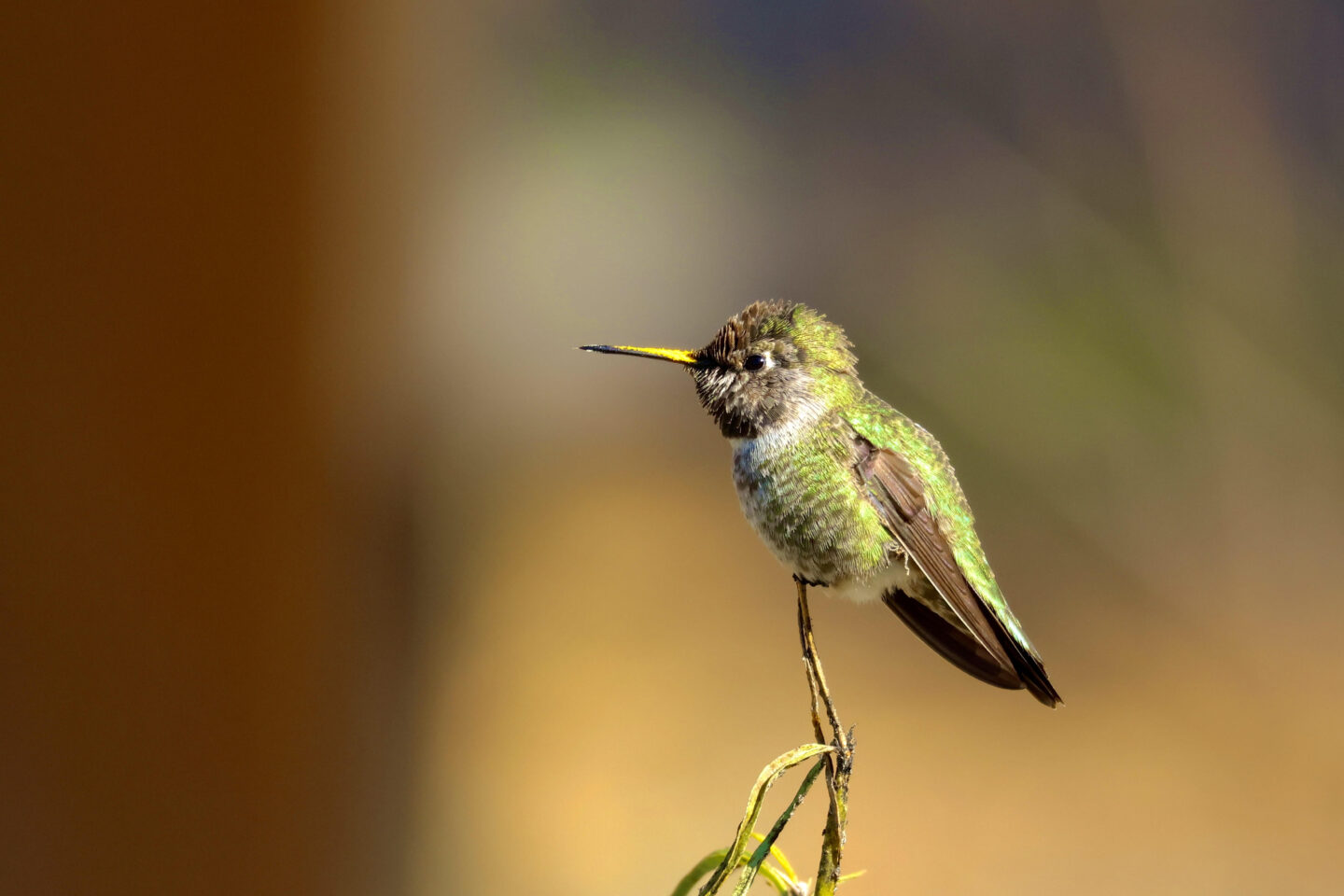Anna's hummingbird