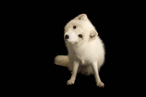 An Arctic fox, Vulpes lagopus, at the Great Bend Brit Spaugh Zoo in Great Bend, Kansas.