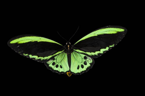 A birdwing butterfly (Ornithoptera priamus) at the butterfly garden at the Omaha Henry Doorly Zoo.