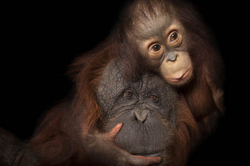 An endangered baby Bornean orangutan (Pongo pygmaeus) named Aurora, with her adoptive mother, Cheyenne, a Bornean/Sumatran cross (Pongo pygmaeus x abelii) at the Houston Zoo.