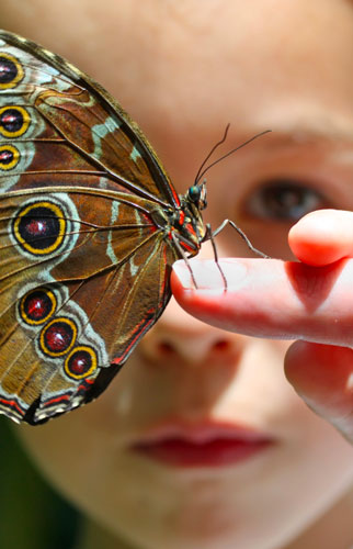 A butterfly landing on the fingers of a young person.
