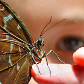 A butterfly lands on a child's finger