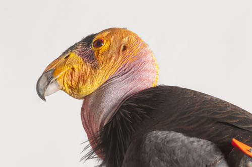 A critically endangered (IUCN) and federally endangered California condor (Gymnogyps californianus) at the Phoenix Zoo.
