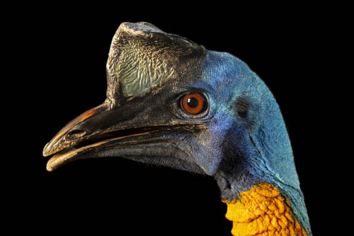 A single wattled cassowary (Casuarius unappendiculatus unappendiculatus) at Avilon Zoo.