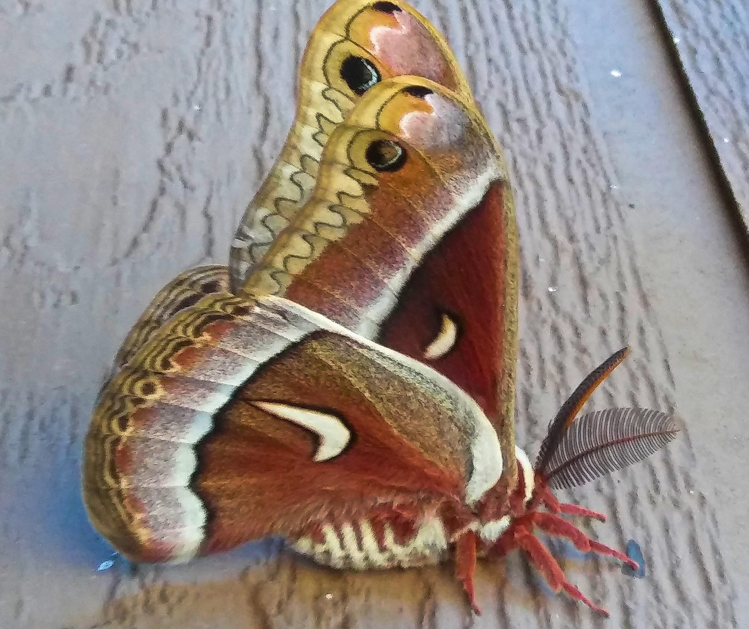 A Ceanothus Silkmoth, scientifically known as Hyalophora euryalus, photographed up close. TThe moth has a large wingspan with a pattern of brown and beige colors, and its distinctive eye spots on its wings. Its hairy body and antennae are also visible in the image.