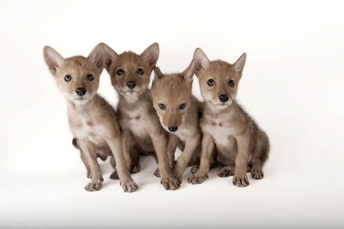 Coyote puppies (Canis latrans) at the Nebraska Wildlife Rehab.