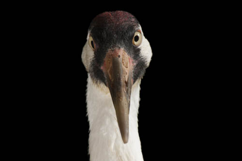 Sara, the endangered (IUCN) and federally endangered whooping crane (Grus americana), at the Audubon Center for Research of Endangered Species. This is an educational bird.