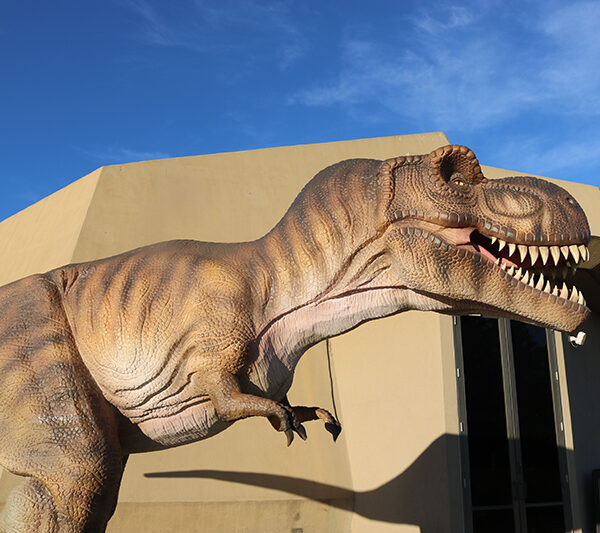 A life-sized T. rex model in the Dinosaur Lookout exhibit at The Lawrence
