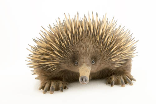 A Kangaroo Island echidna (Tachyglossus aculeatus multiaculeatus) at the LA Zoo.