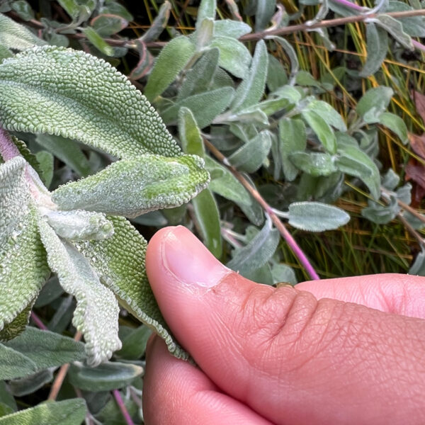 A thumb and index finger hold a green leaf on a plant.