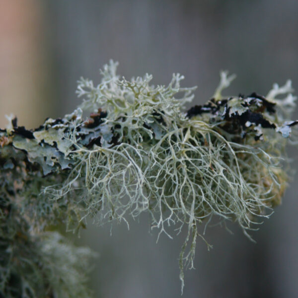 Lichen
