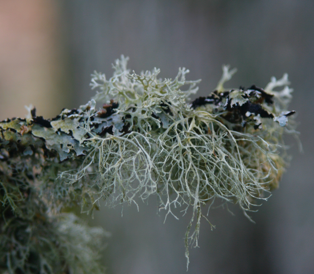 Lichen