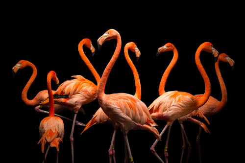 American flamingos (Phoenicopterus ruber) at the Lincoln Children's Zoo.