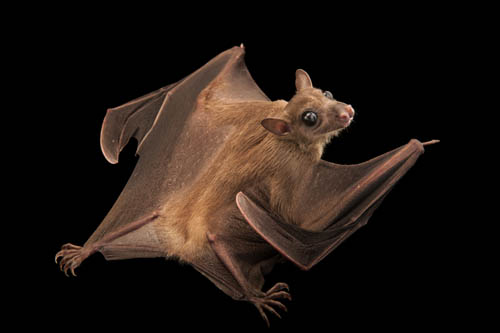 A long-haired rousette bat (Rousettus lanosus) at the Lincoln Children's Zoo.