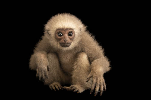 An endangered, juvenile silvery gibbon (Hylobates moloch) at Bali Safari.