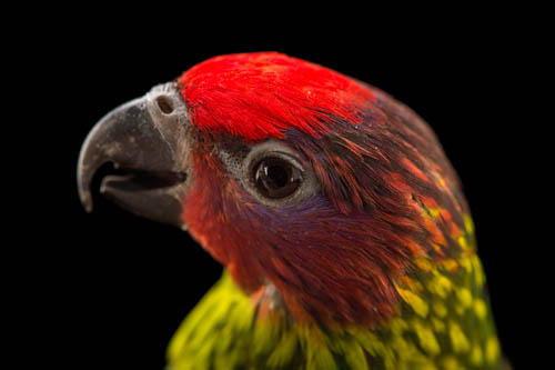 A Goldie’s lorikeet (Psitteuteles goldiei) at the Columbus Zoo.
