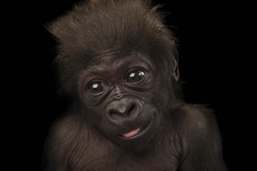 A critically endangered and federally endangered, six-week-old female baby gorilla (Gorilla gorilla gorilla) at the Cincinnati Zoo.