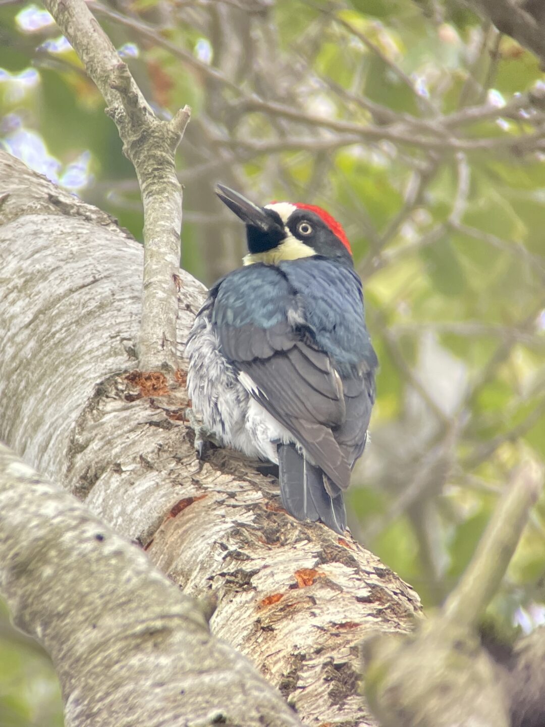 Acorn woodpecker
