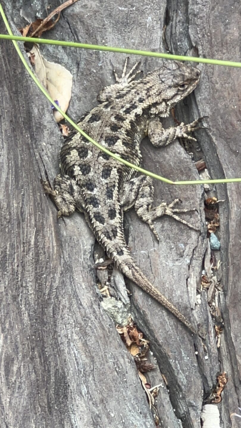 Western fence lizard