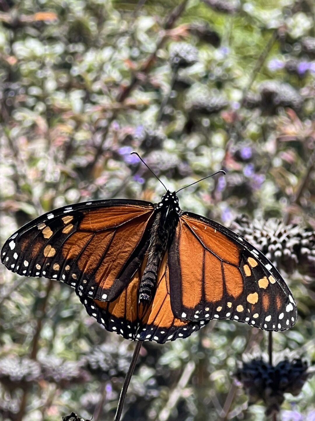 Monarch butterfly