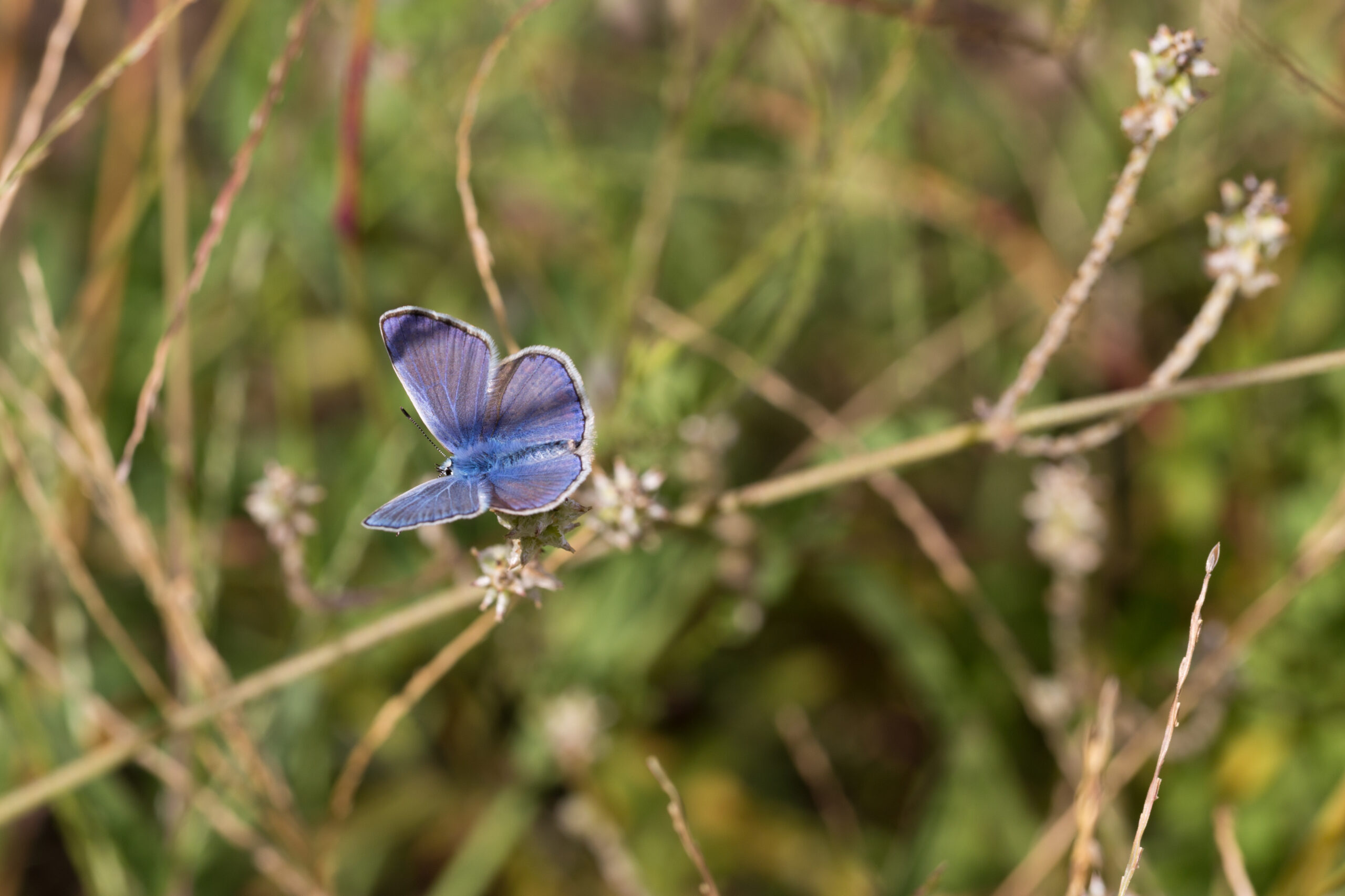 A Mission Blue Butterfly perched on a twig. The butterfly has iridescent blue wings with black borders and white spots. The background shows more greenery and foliage.