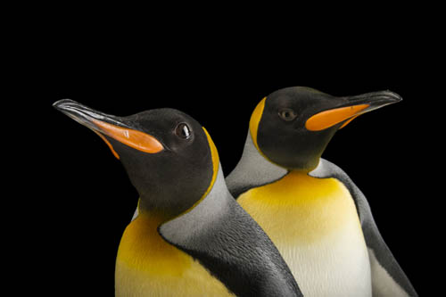 South Georgia king penguins (Aptenodytes patagonicus patagonicus) at the Indianapolis Zoo.
