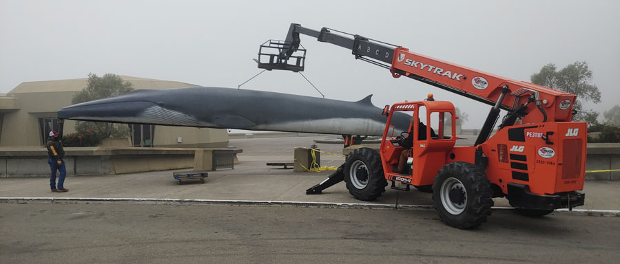 Pheena, the life-size fin whale replica, is held up by a forklift as she is moved for repairs.