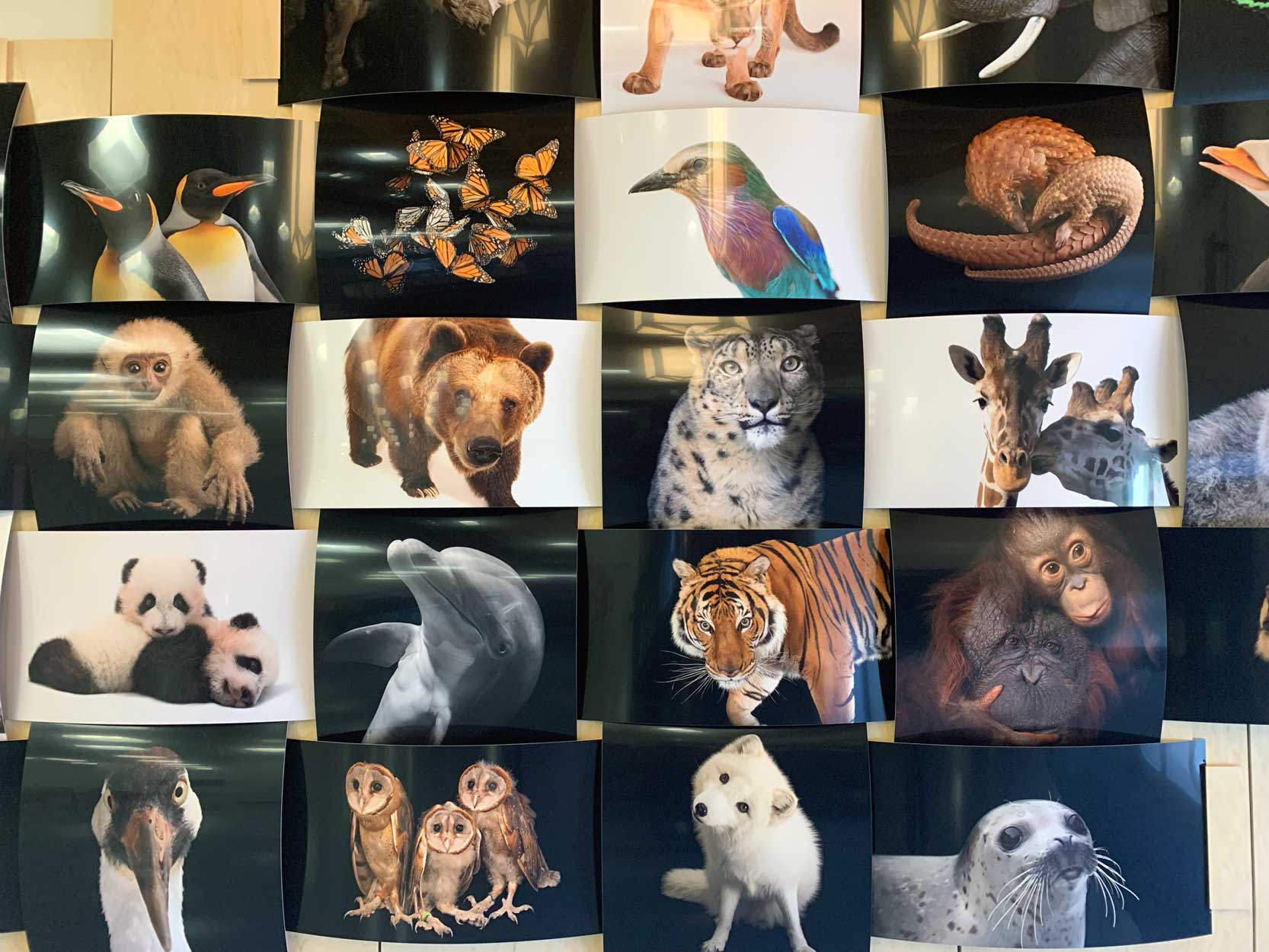 Celebrating Nature's Diversity Photo Wall exhibit