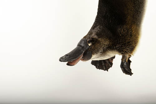 A platypus (Ornithorhynchus anatinus) at the Healesville Wildlife Sanctuary in Melbourne, Australia.