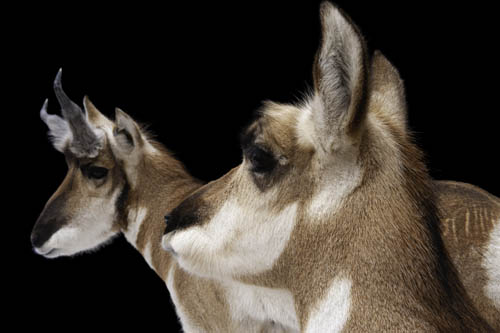 Pronghorn antelope (Antilocapra americana americana) at the Great Plains Zoo.