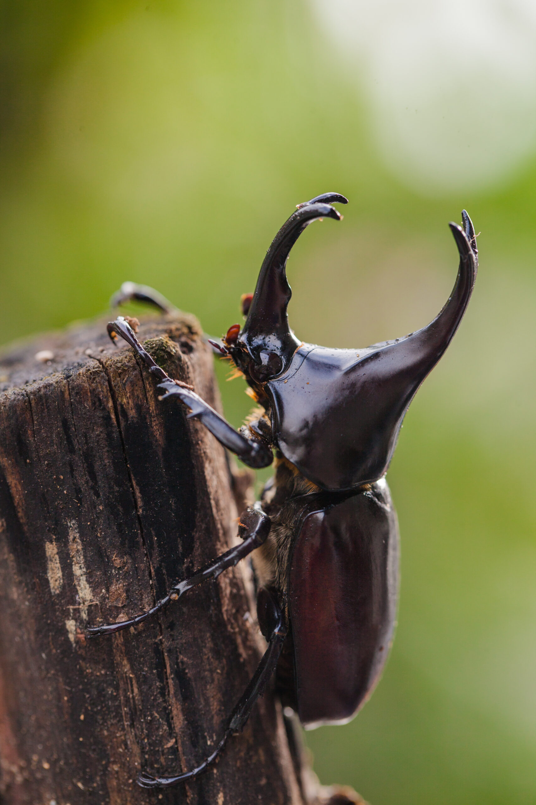 Close-up photos of an Asian Rhinoceros Beetle, showcasing its intricate and beautiful exoskeleton pattern and texture. The beetle has a curved horn-like protrusion on its head and its large compound eyes are also visible.