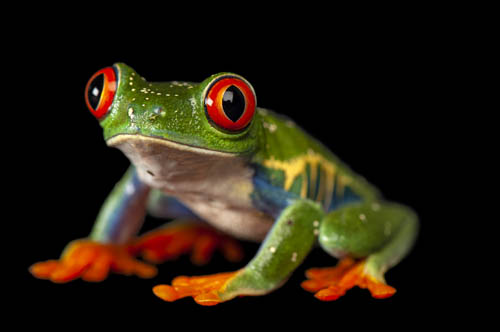 A red-eyed tree frog (Agalychnis callidryas), at the Sunset Zoo in Manhattan, KS.