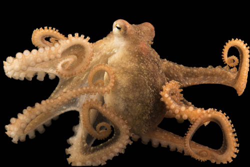 A red octopus (Octopus rubescens) at Aquarium of the Pacific.