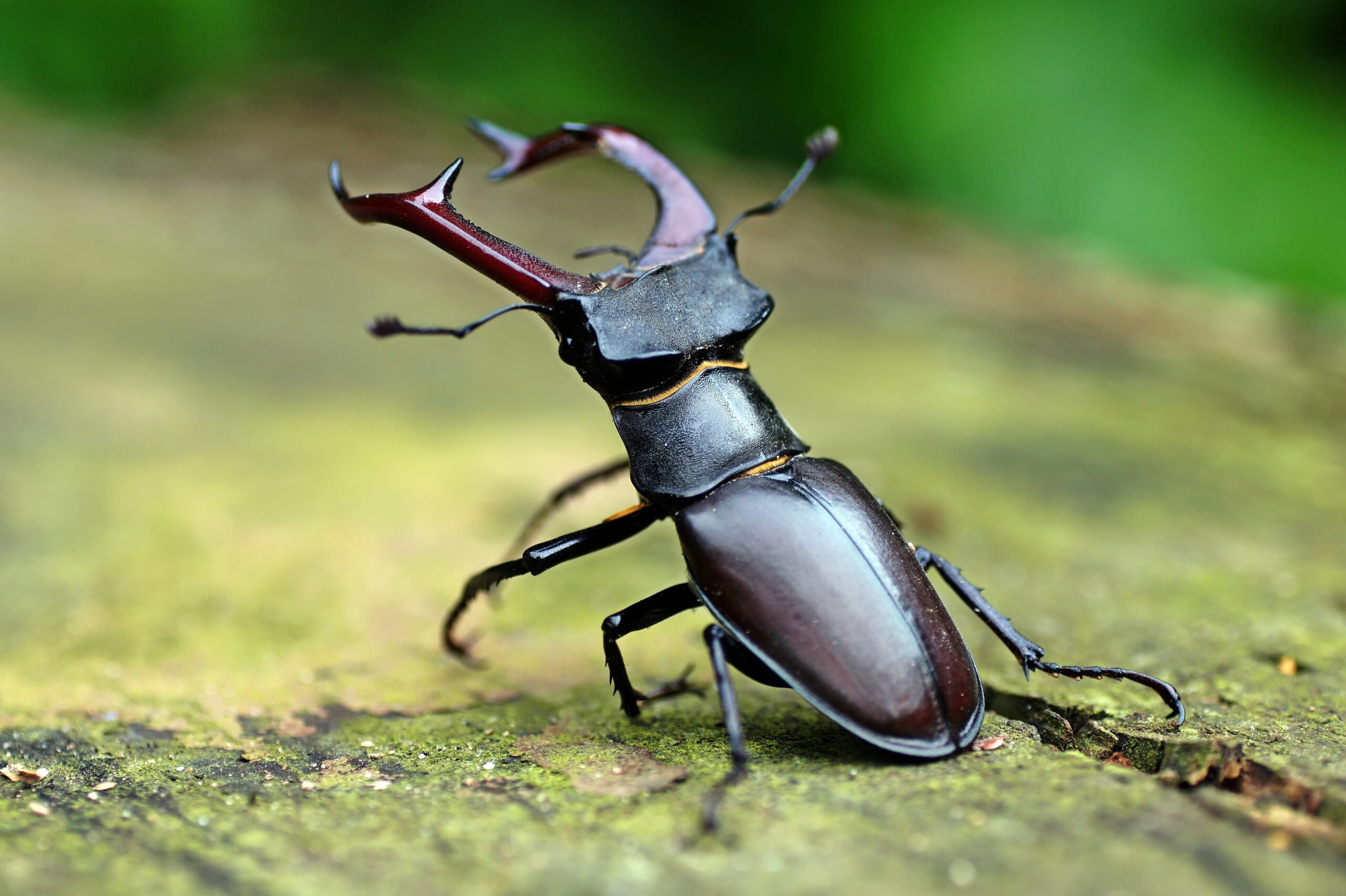 A close-up image of a large Stag Beetle, with its distinctive long, curved mandibles visible. The beetle has a shiny black exoskeleton and large, round eyes.