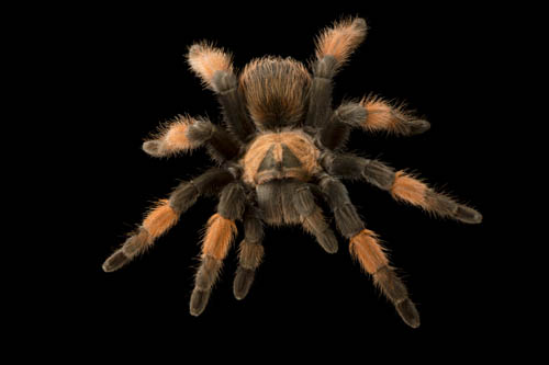 Mexican red-legged tarantula (Brachypelma emilia) at Zoo Budapest.