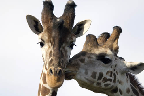 Thompson's giraffes (Giraffa camelopardalis) at the Rolling Hills zoo.