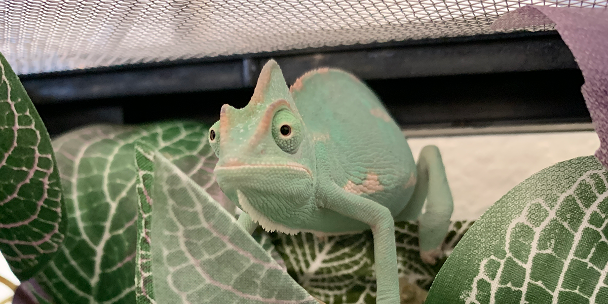 a chameleon