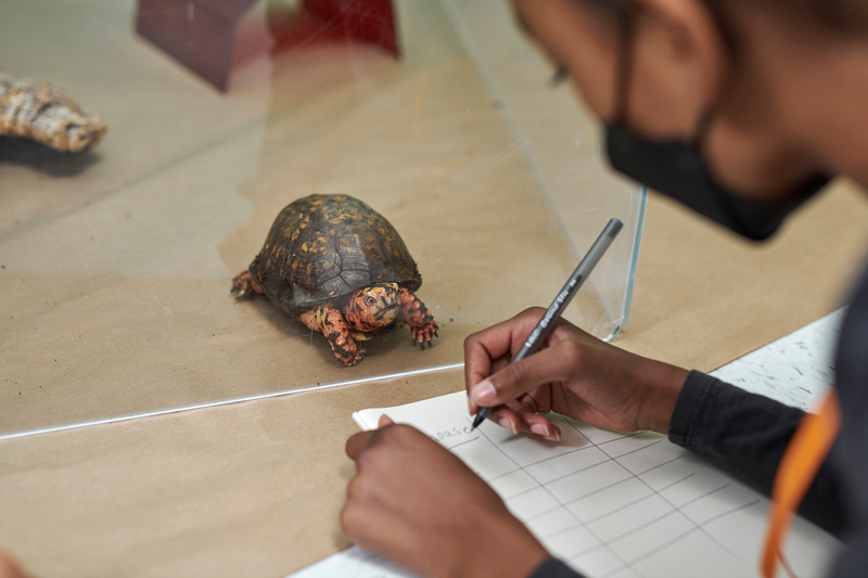 A camper is writing down observations about a turtle that he is observing.