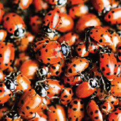 Ladybugs