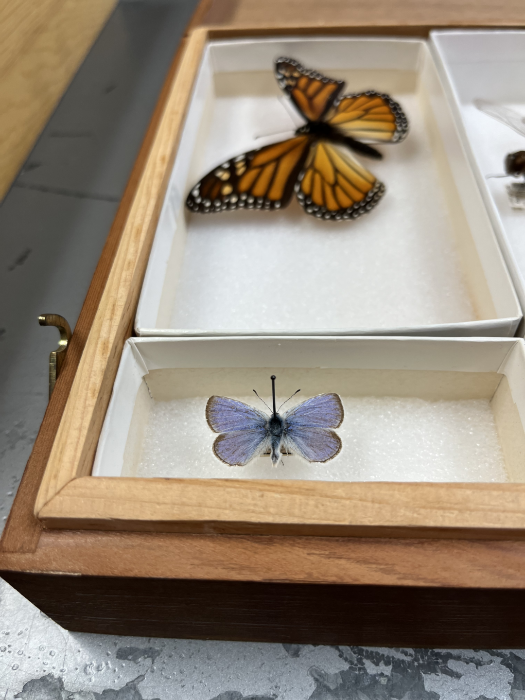 Mission Blue Butterfly Specimen