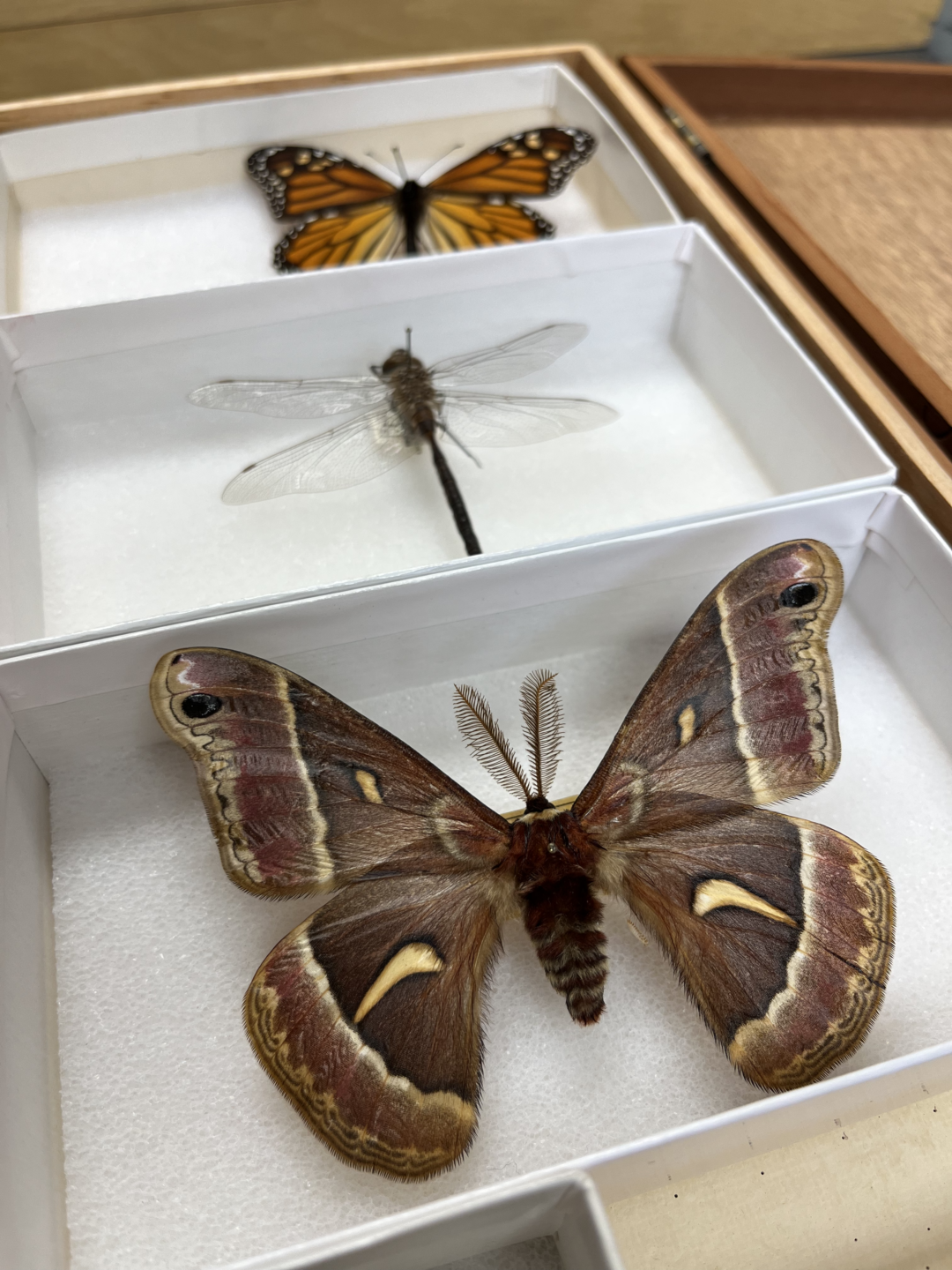 Multi Specimen