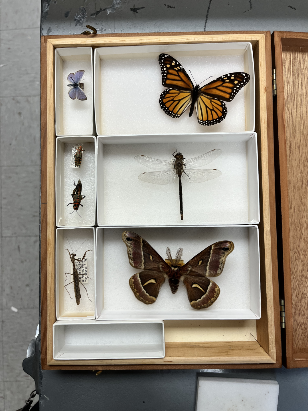 Multi Specimen 2