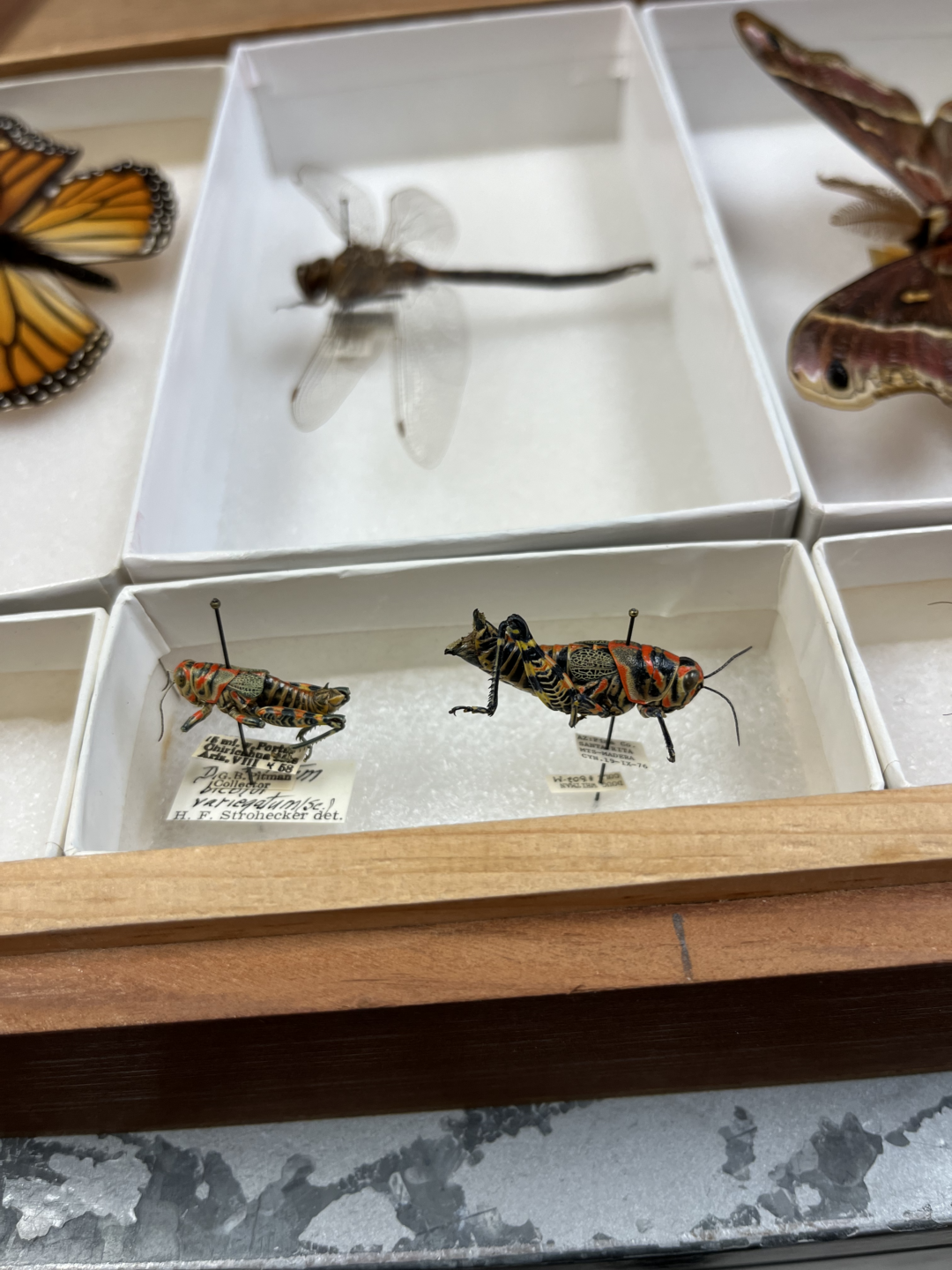 Rainbow Grasshopper Specimen